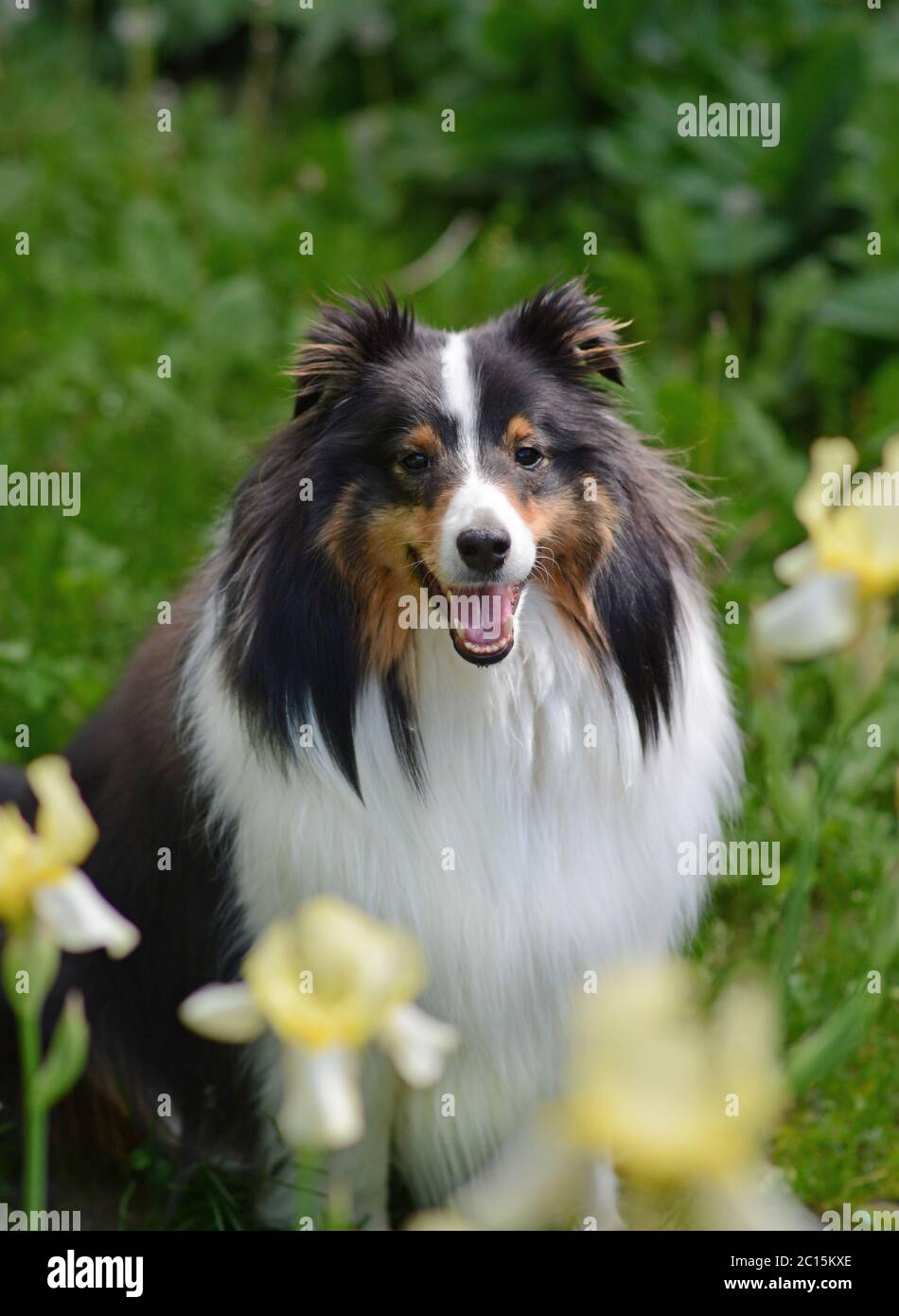 Ein ausgewachsener Shetland Sheepdog (Sheltie) posiert für die Kamera draußen, umgeben von Blumen. Stockfoto