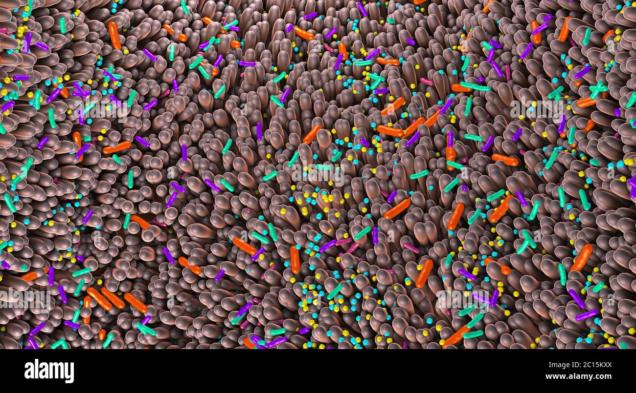 Verschiedene Keime im menschlichen Darm genannt Mikrobiom - 3d-Illustration Stockfoto