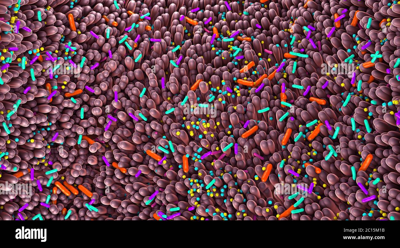 Verschiedene Keime im menschlichen Darm genannt Mikrobiom - 3d-Illustration Stockfoto