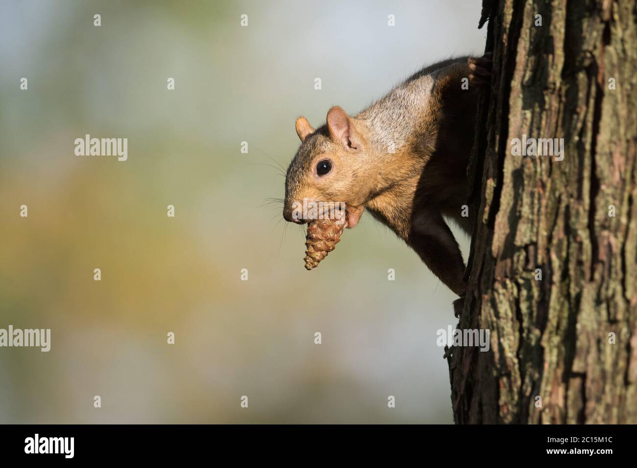 Ein Eastern Grey Squirrel hält inne, als er einen Baum mit einer Nadelkrone in seiner Mündung im Ashbridges Bay Park in Toronto, Kanada, herunterstreift. Stockfoto