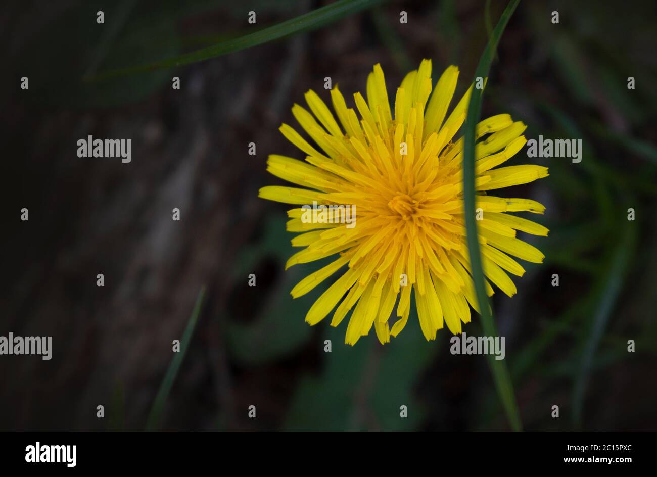 Löwenzahn auf unscharfer Hintergrundfarbe. Blühender Löwenzahn im Gras Stockfoto