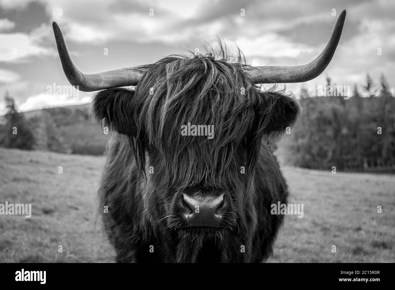 Schwarz-Weiß-Foto einer Hochlandkuh in der schottischen Landschaft. Stockfoto