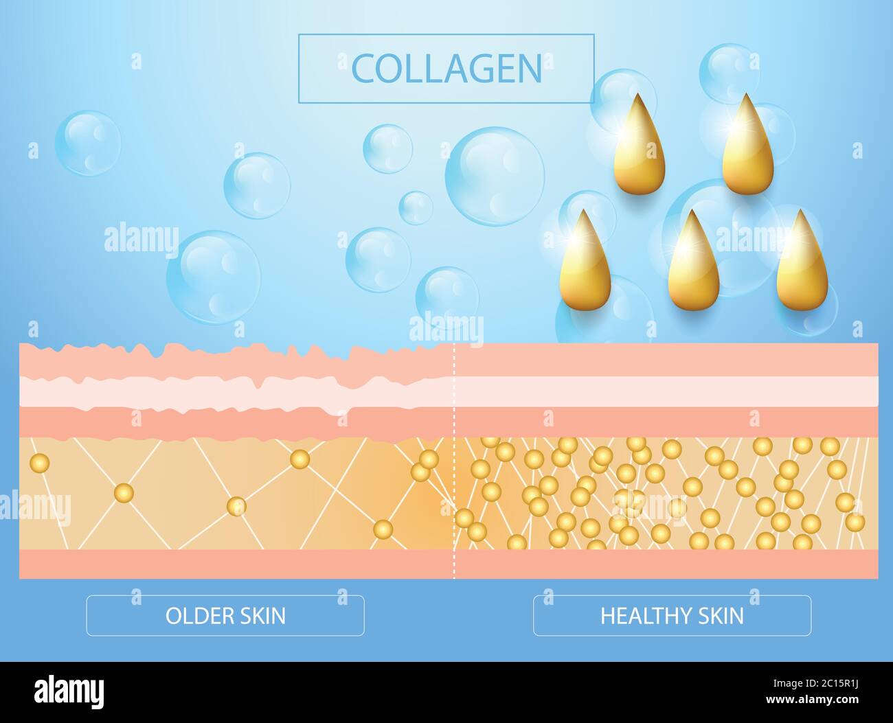 Kollagen, ältere Haut und herlthy Haut, Schutz Haut, Vektor-Design Stock Vektor
