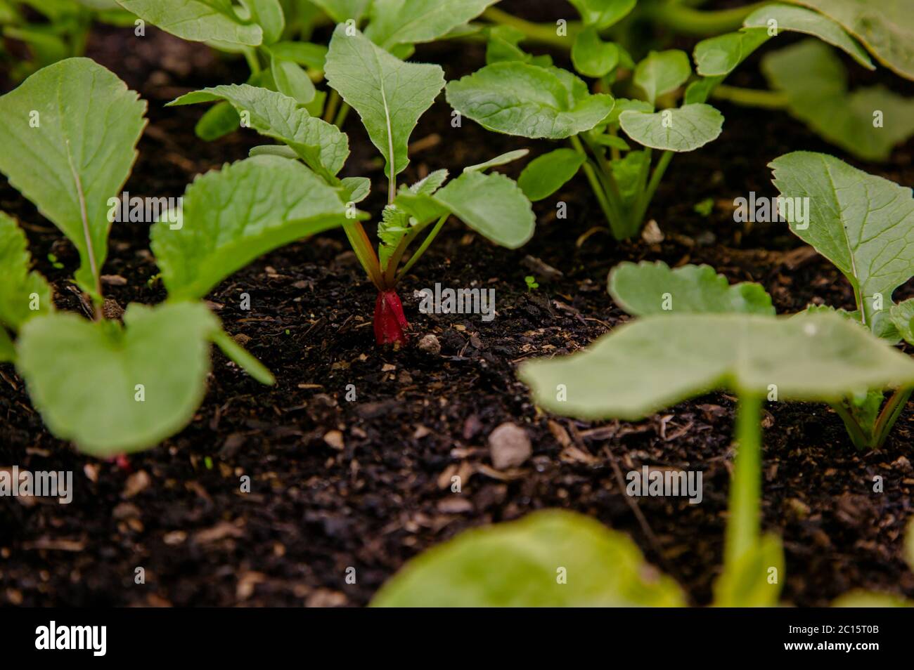 Rettich Pflanzen Stockfotografie - Alamy