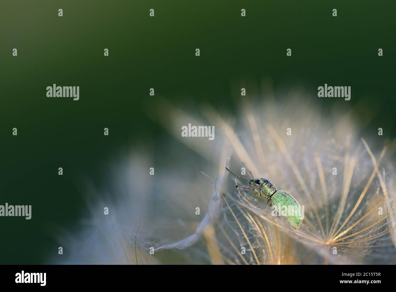 Ein kleiner grüner Käfer sitzt auf einem Löwenzahn im Freien Stockfoto