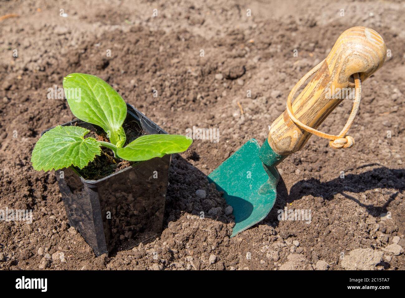 Zucchini-Sämling wächst in einem Topf bereit zu transplantieren Stockfoto
