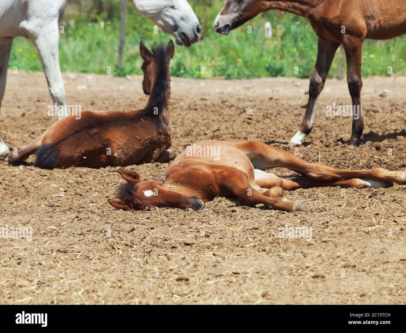 spanische Fohlen auf den Rest. Schlafende Fohlen im Fokus Stockfoto