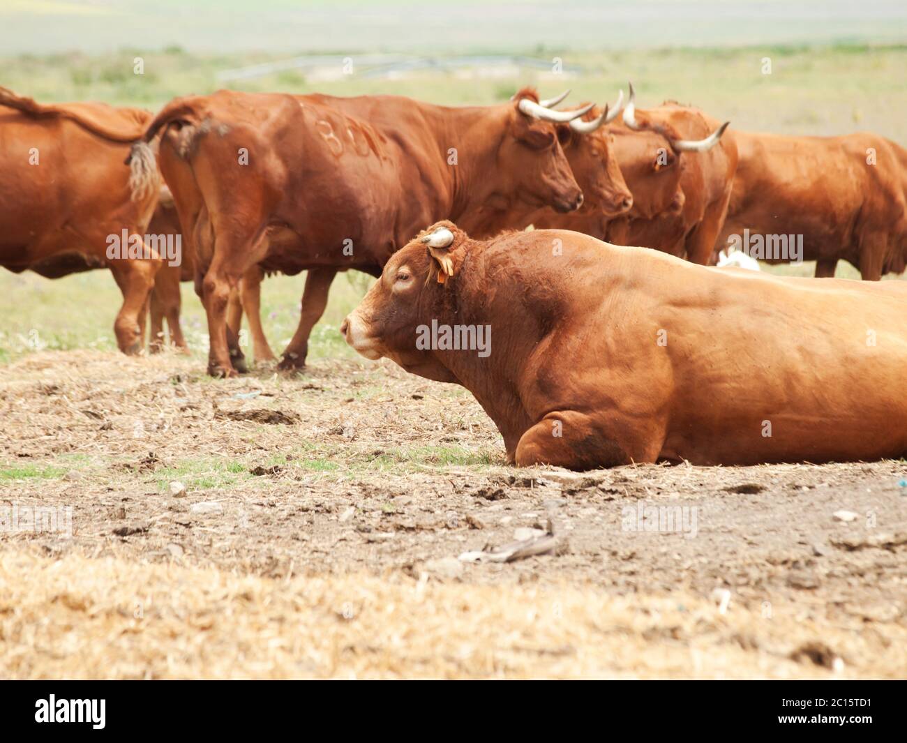 spanische rote Milch Bull und Herde Kühe Stockfoto