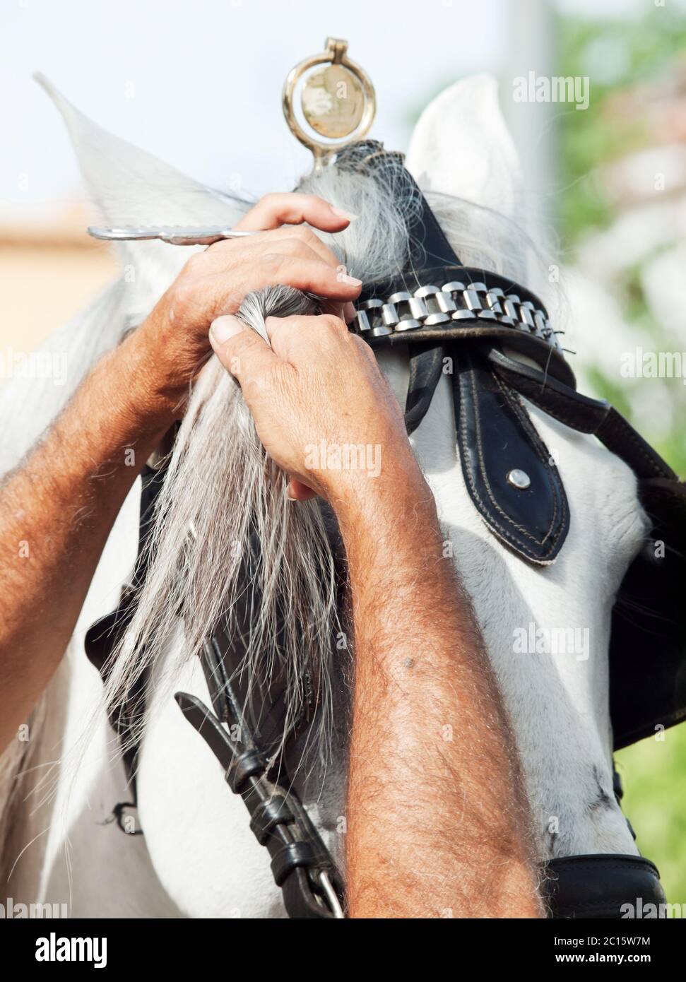 Reiter Zopf knallt von einem weißen Kutschenpferd. Andalusien Stockfoto