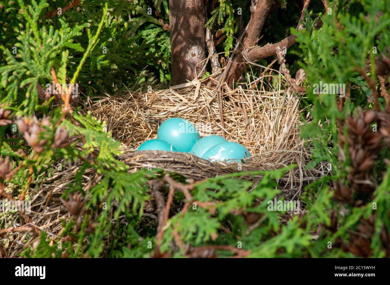 amerikanischer Rotkehlchen Nest mit Eiern Stockfoto