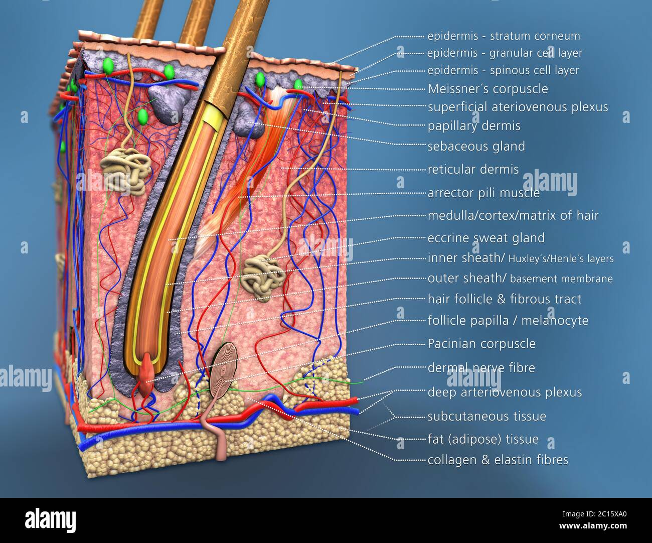 Struktur der menschlichen Haut, Querschnitt des Haarfollikels mit Beschreibungen - 3d-Illustration Stockfoto