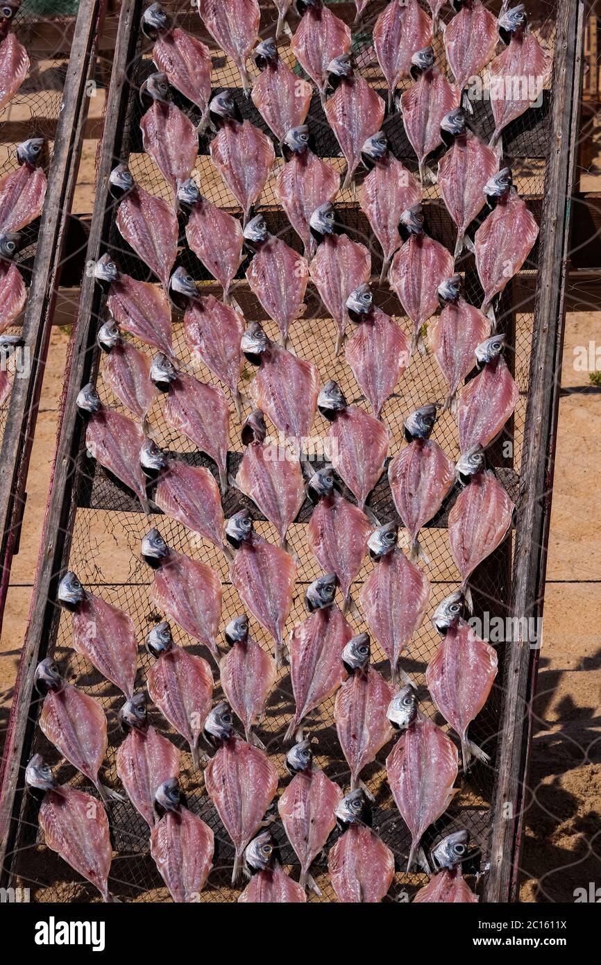 Traditionelle Holzregale mit trockenem Fisch in der Sonne am Strand - Nazaré, Portugal Stockfoto