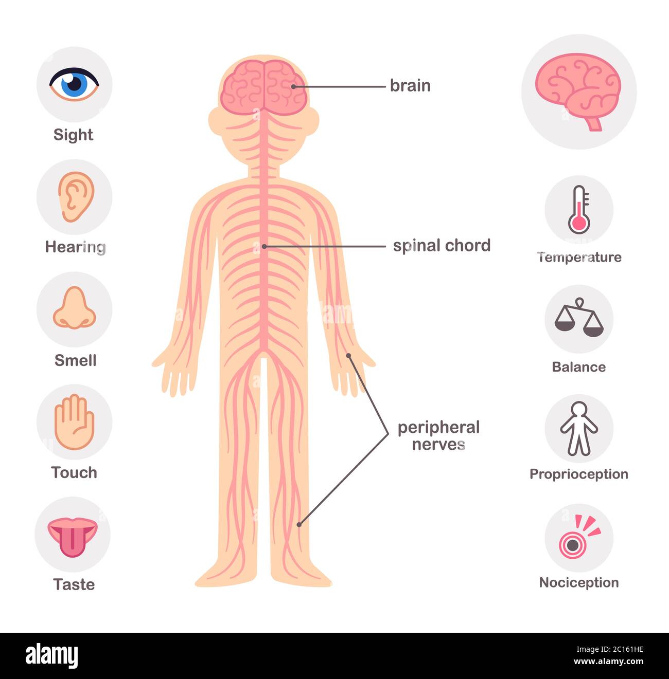 Infografik Nervensystem Elemente. Nerven, Wirbelsäule, Gehirn und die fünf Sinne. Stock Vektor