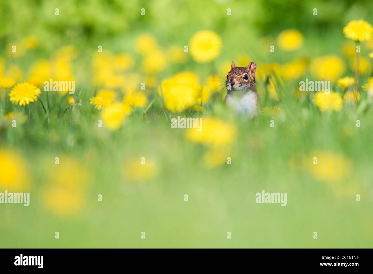 Eine amerikanische Rote Eichhörnchen Grünfutter für eine Mahlzeit in einem Löwenzahn Feld bei Toronto, Ontario beliebte Ashbridges Bay Park. Stockfoto