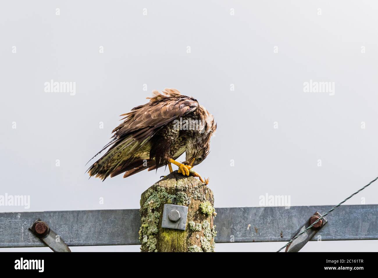 Bussard (Buteo buteo) im Frühling in Mittelwales. Er hat einen gewöhnlichen Frosch gefangen und isst ihn. Stockfoto