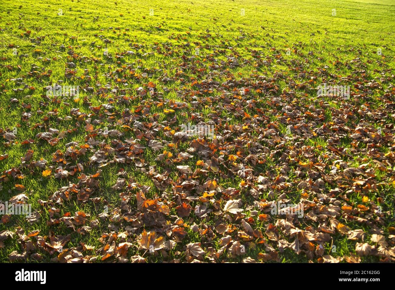 Trockene Blätter auf dem Rasen Stockfoto