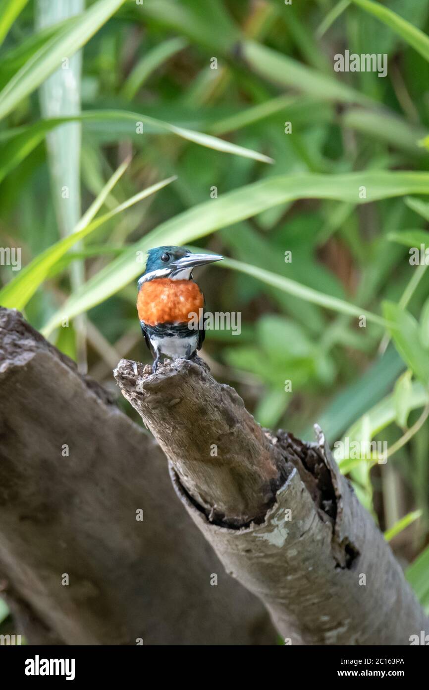 Grüner Eisvogel (Chloroceryle americana) im peruanischen Amazonas Stockfoto