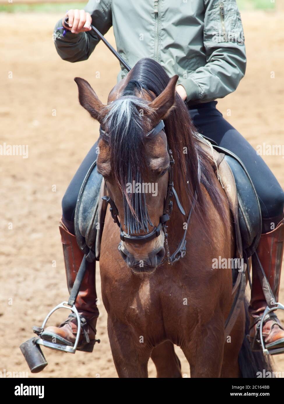 Porträt des spanischen Pferdes Andalusien, Spanien Stockfoto