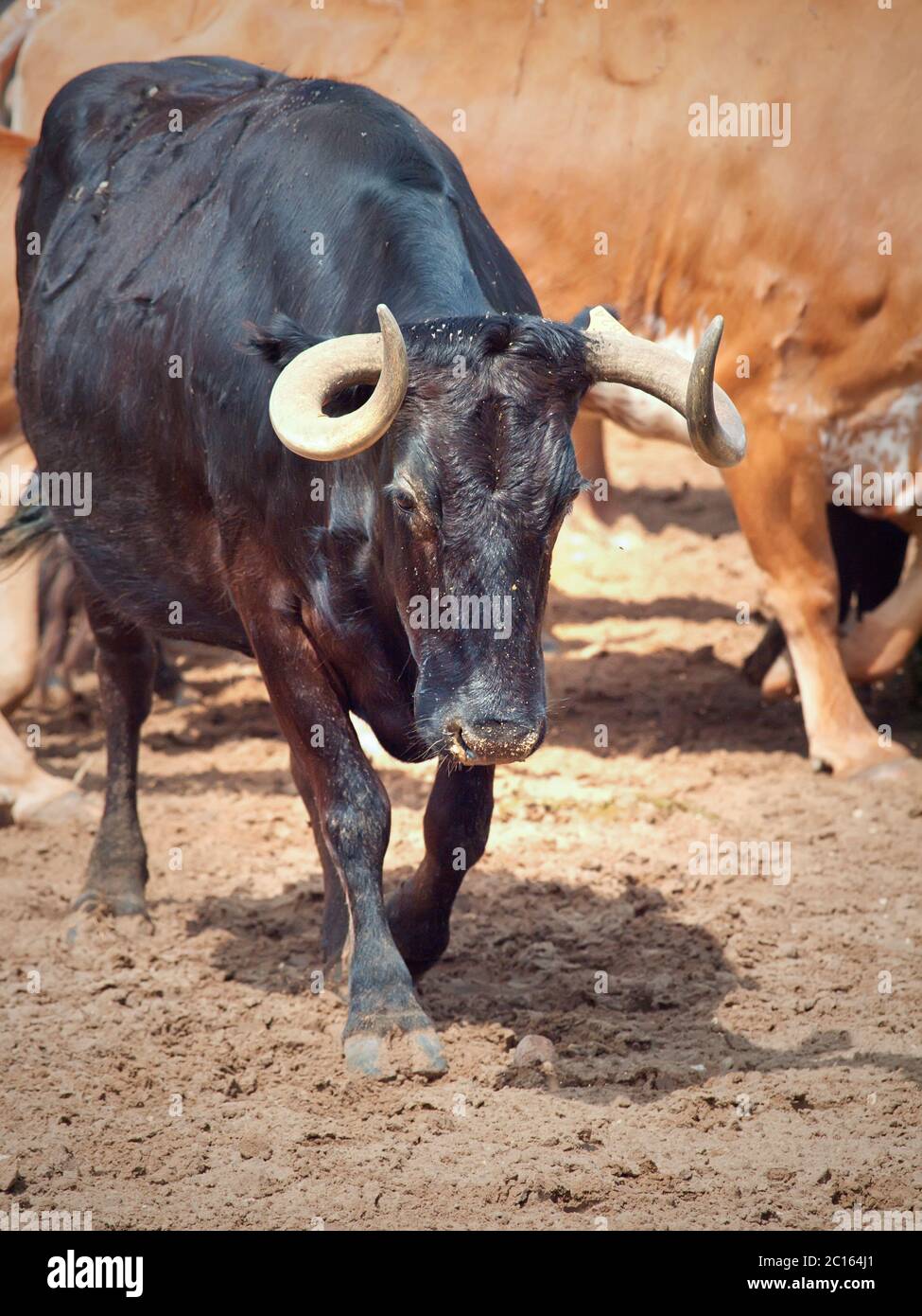 Milch schwarze Rasse Kuh aus spanischer Farm. Andalusien Stockfoto