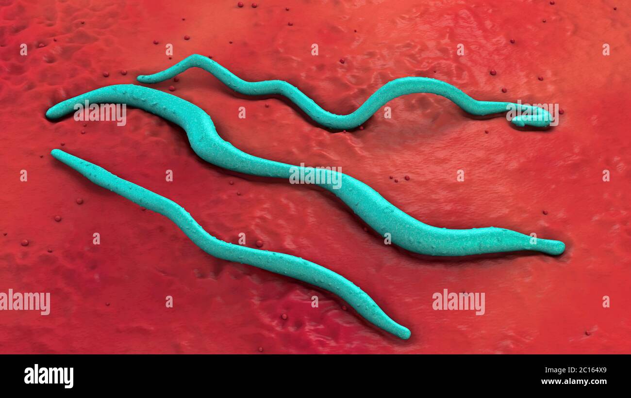 3D-Darstellung der drei blauen lyme Krankheit Krankheitserreger auf rotem Untergrund Stockfoto