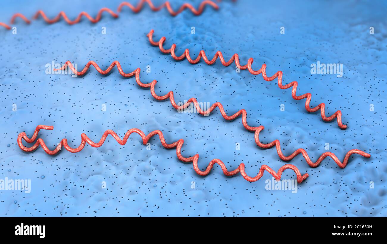 3d-Abbildung: rot blau gefärbten lyme Krankheit Krankheitserreger auf blauem Untergrund Stockfoto