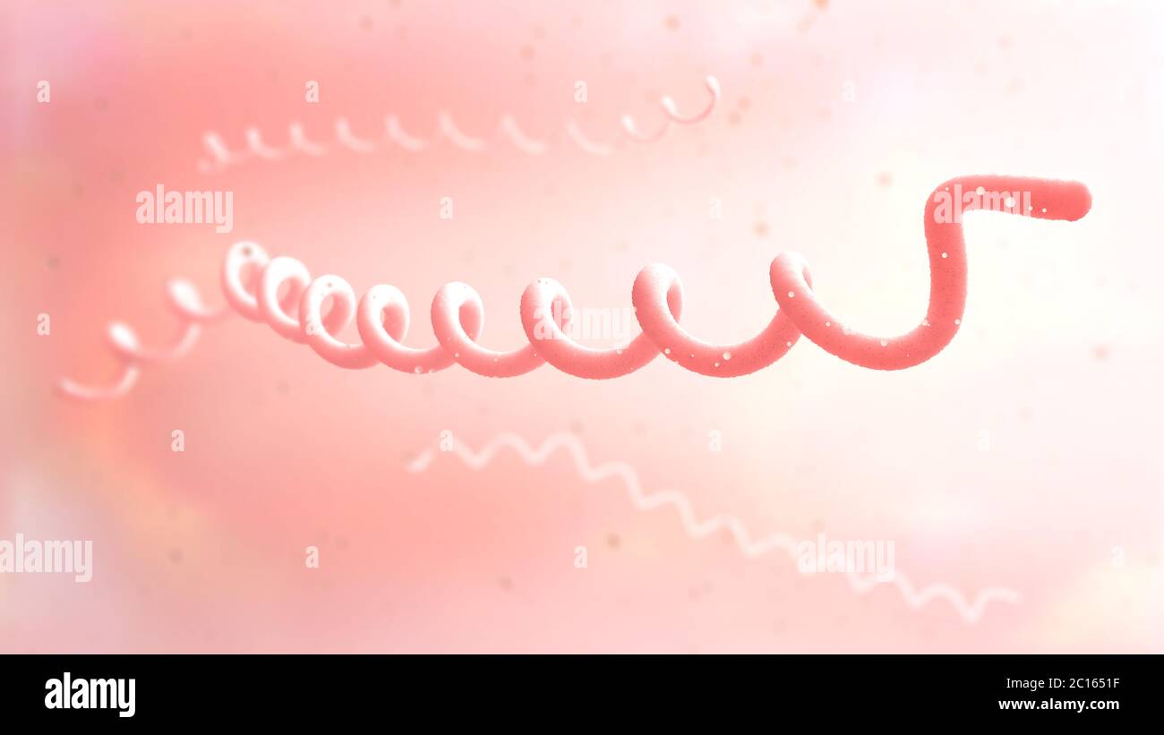 3D-Darstellung der rot gefärbten lyme Krankheit Krankheitserreger auf rotem Untergrund Stockfoto