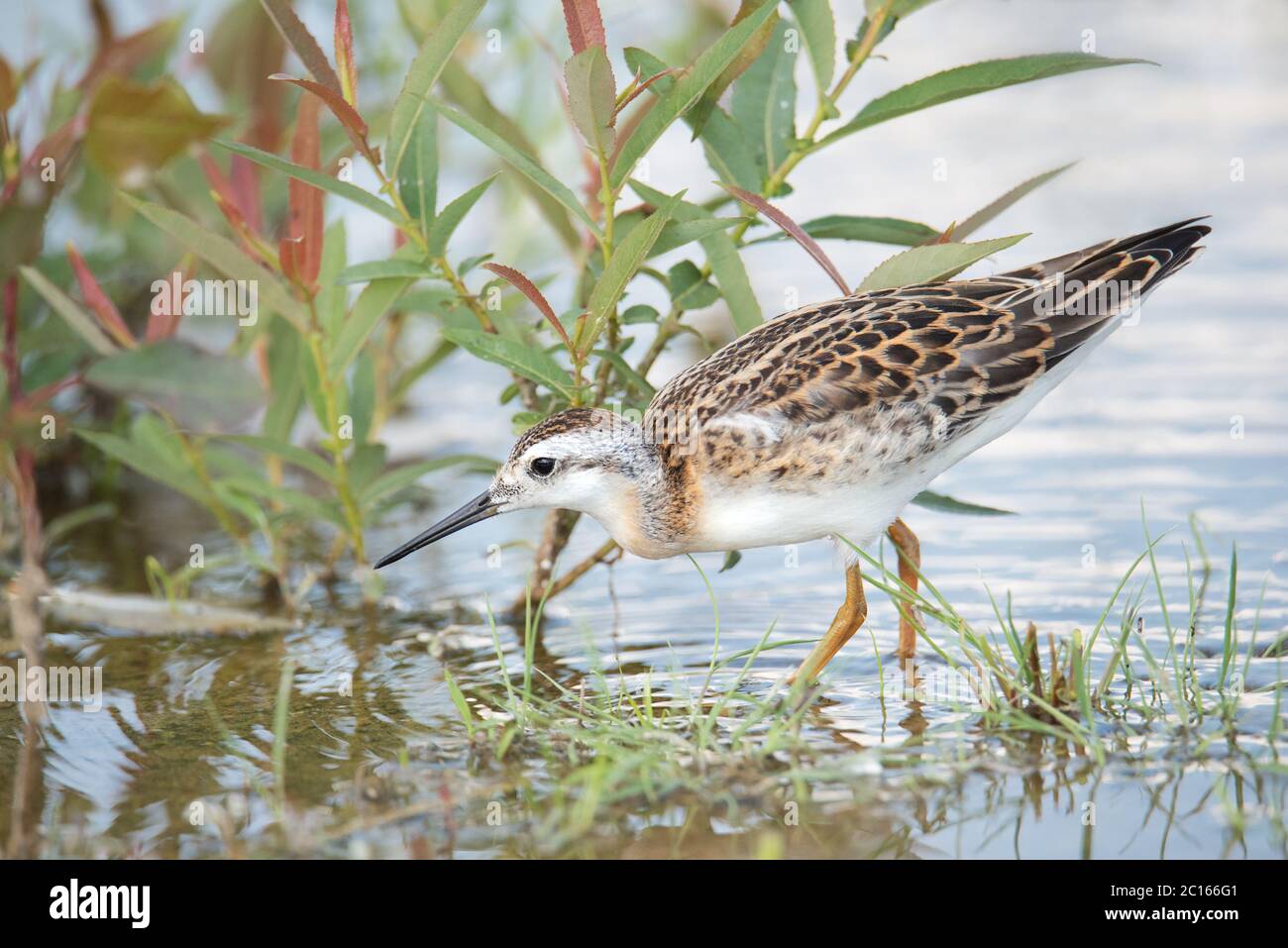 Ein seltener für die Region Wilsons Phalarope findet ein Jahr lang mit Unus in einem überfluteten Strandabschnitt im Ashbridges Bay Park in Toronto ein Essen Stockfoto