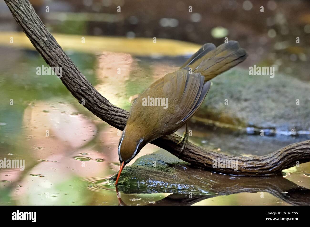 Ein Rotschnabel-Scherenschnabel-Babbler (Pomatorhinus ochraceiceps), der aus einem Pool im Wald in Thailand trinkt Stockfoto