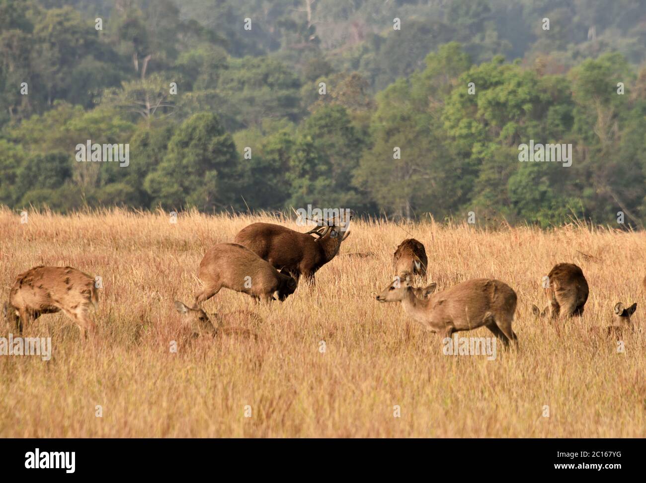 Indian Hog Deer (Hyelaphus porcinus) am frühen Morgen in der langen Gras im Nordosten Thailands aufwachen Stockfoto