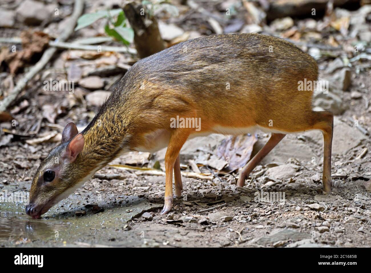 Ein kleiner Hirsch (Tragulus kanchil) trinkt für einen Pool im Wald in Westthailand Stockfoto