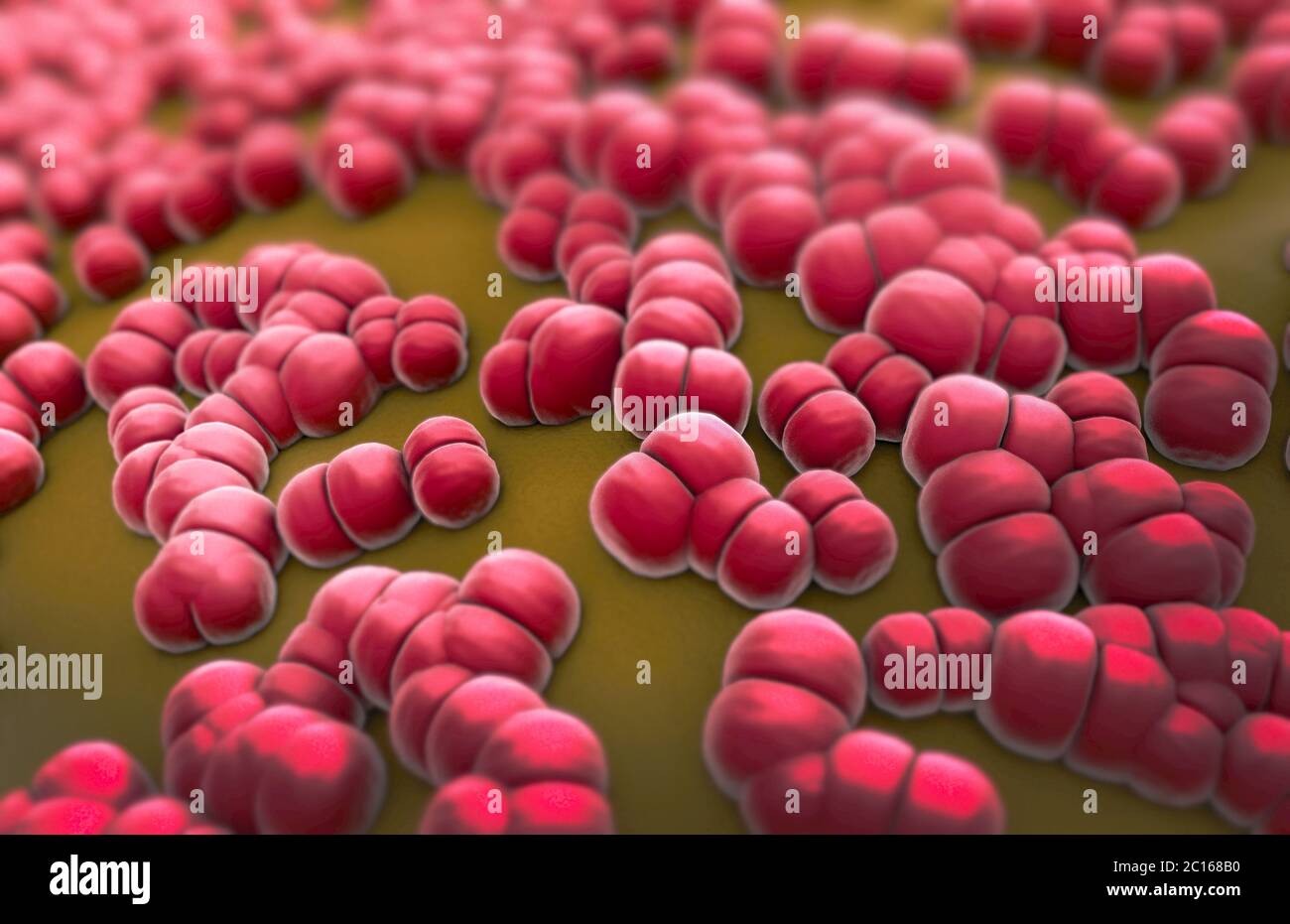 3D-Darstellung von Hunderten von Meningitis Erreger namens menigococcus Stockfoto