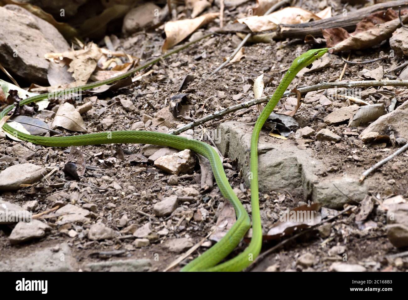 Eine große orientalische Peitschenschlange (Ahaetulla prasina), die nach dem Trinken aus einem Waldbecken in Westthailand abreist Stockfoto