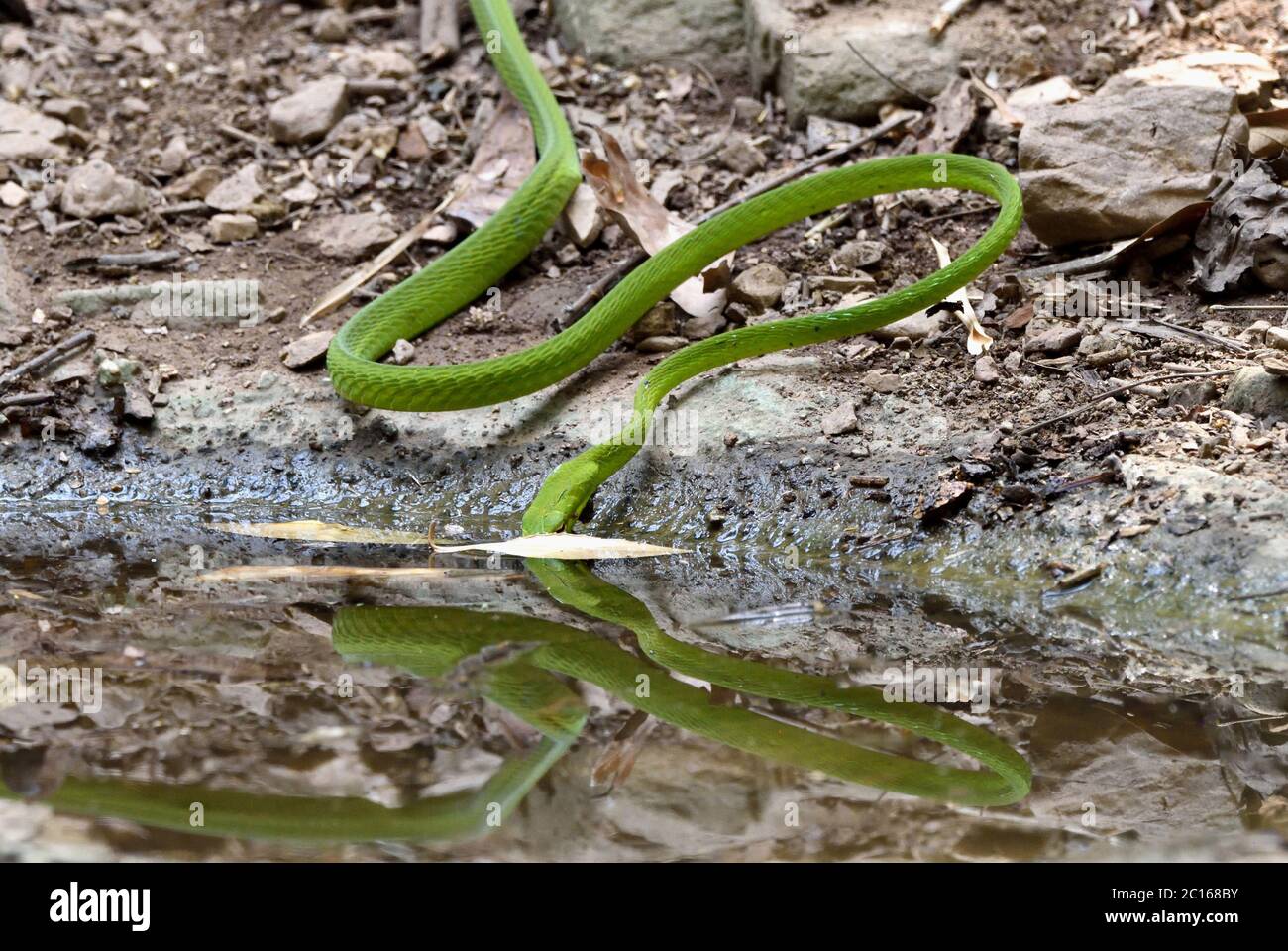 Eine große orientalische Peitschenschlange (Ahaetulla prasina), die aus einem Waldbecken in Westthailand trinkt Stockfoto