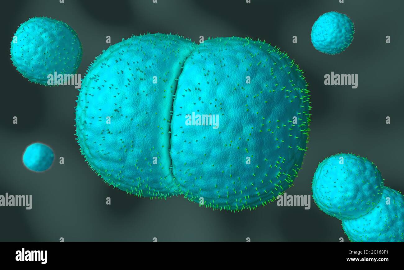 3D-Darstellung der Meningitis Erreger namens menigococcus Stockfoto