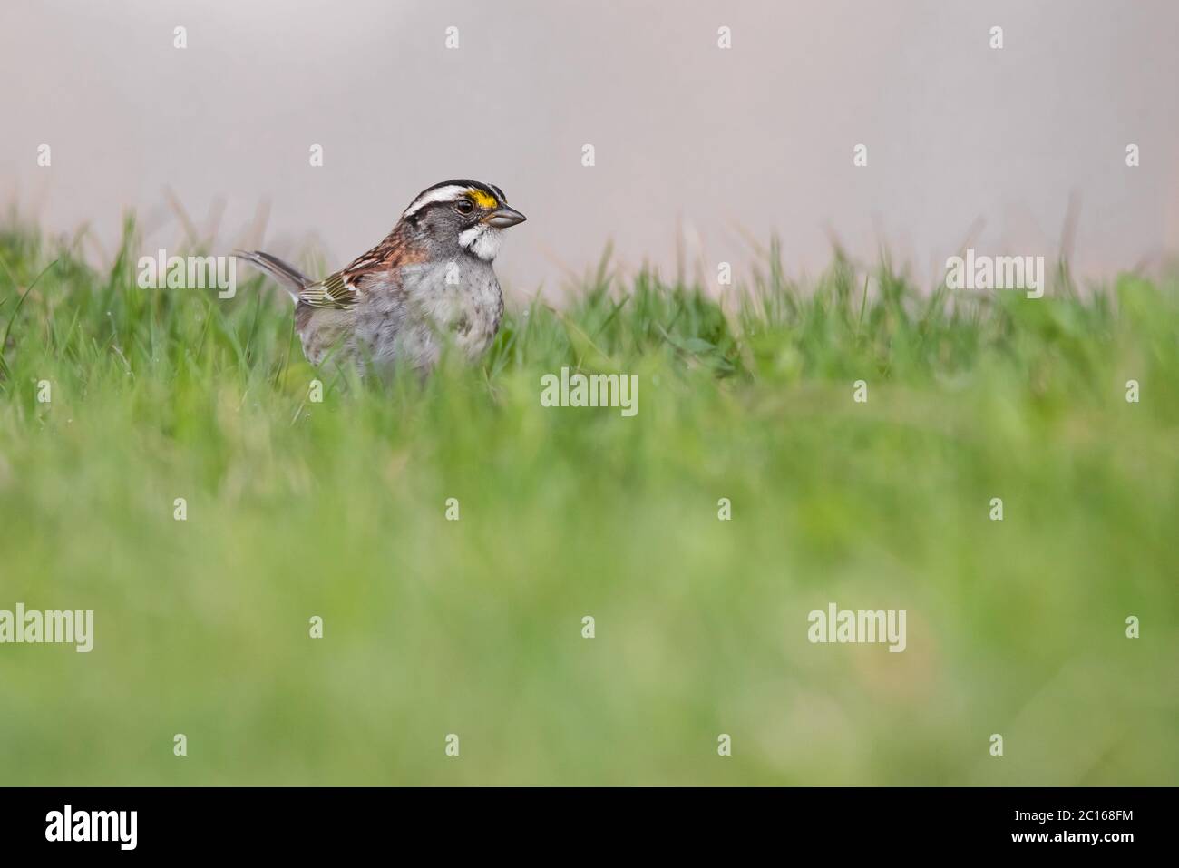 Ein Weißkehlspatzen schäumt im Gras des Ashbridges Bay Park in Toronto, Ontario. Stockfoto