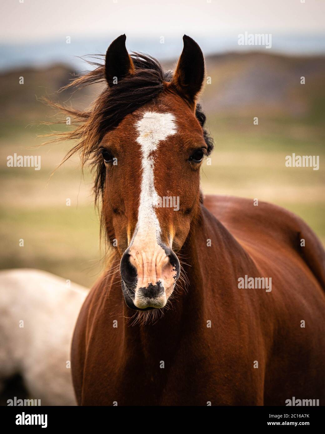 Welsh Mountain pony Stockfoto