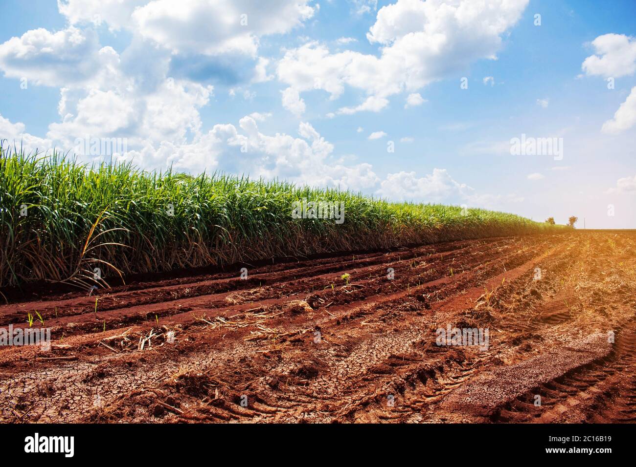Zuckerrohrplantage auf trockenem Boden. Stockfoto