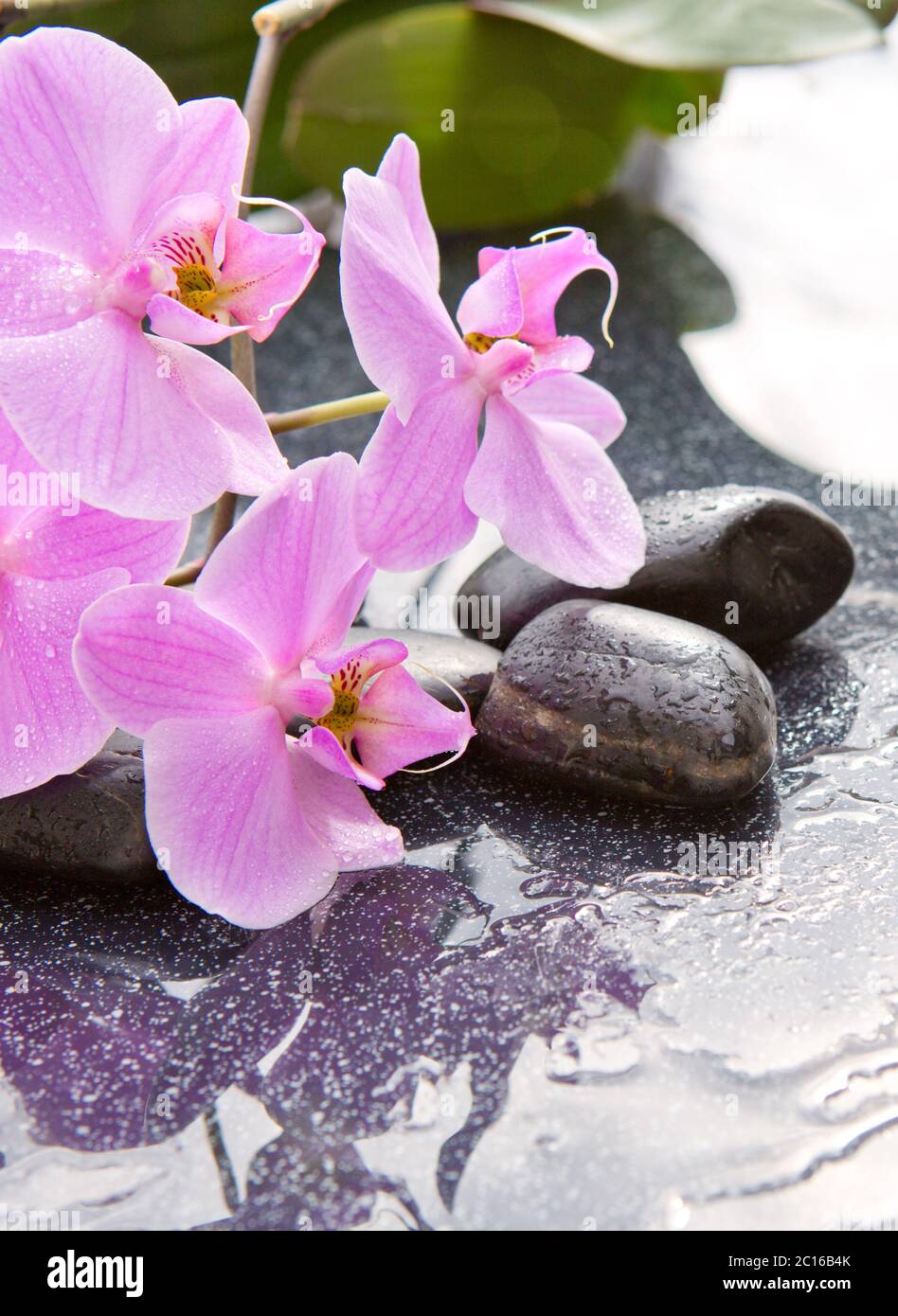 Spa Steine und rosa Orchidee auf grauem Hintergrund. Stockfoto