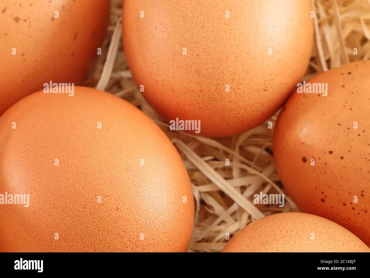 Nahaufnahme von frischen Eiern in einem Nest Stockfoto