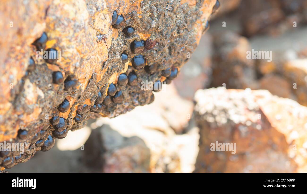 Gruppe von kleinen Pflanzen, die bei Ebbe an einem gelben Felsen im Meer befestigt sind Stockfoto