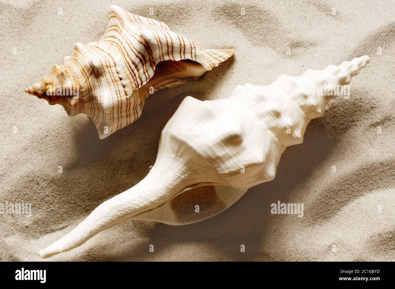Seashell am tropischen Strand. Sommerkonzept. Stockfoto