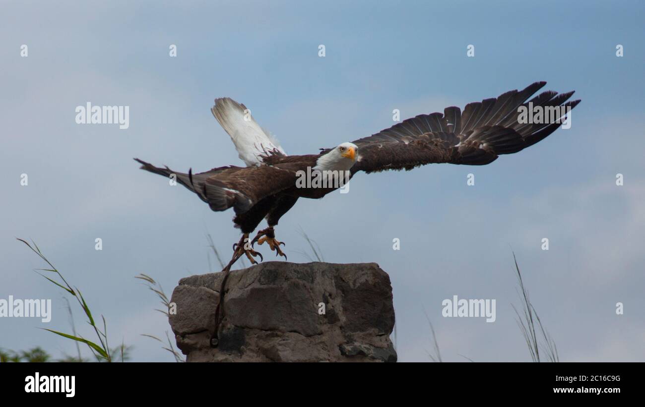 Annäherung an einen Weißkopfseeadler, der von einem Stein mit blauem Himmel im Hintergrund zu fliegen beginnt. Wissenschaftlicher Name: Haliaeetus leucocephalus Stockfoto