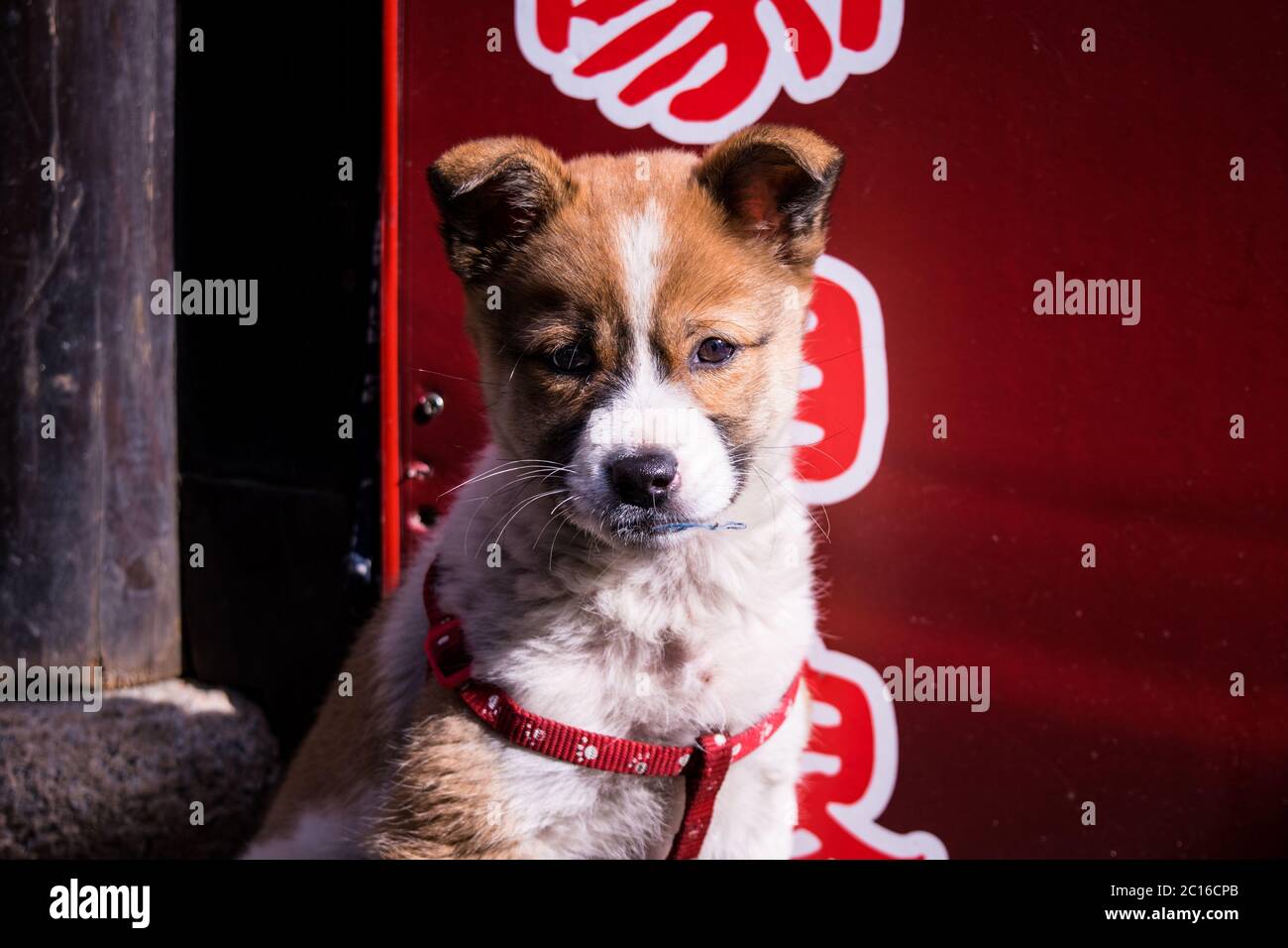 Niedlicher Welpe Hund in den Straßen von Shanghai, China. Makrofotografie Nahaufnahme im Blendenmodus mit lesbaren unlesbaren chinesischen Schriftzeichen vor rotem Hintergrund. Stockfoto