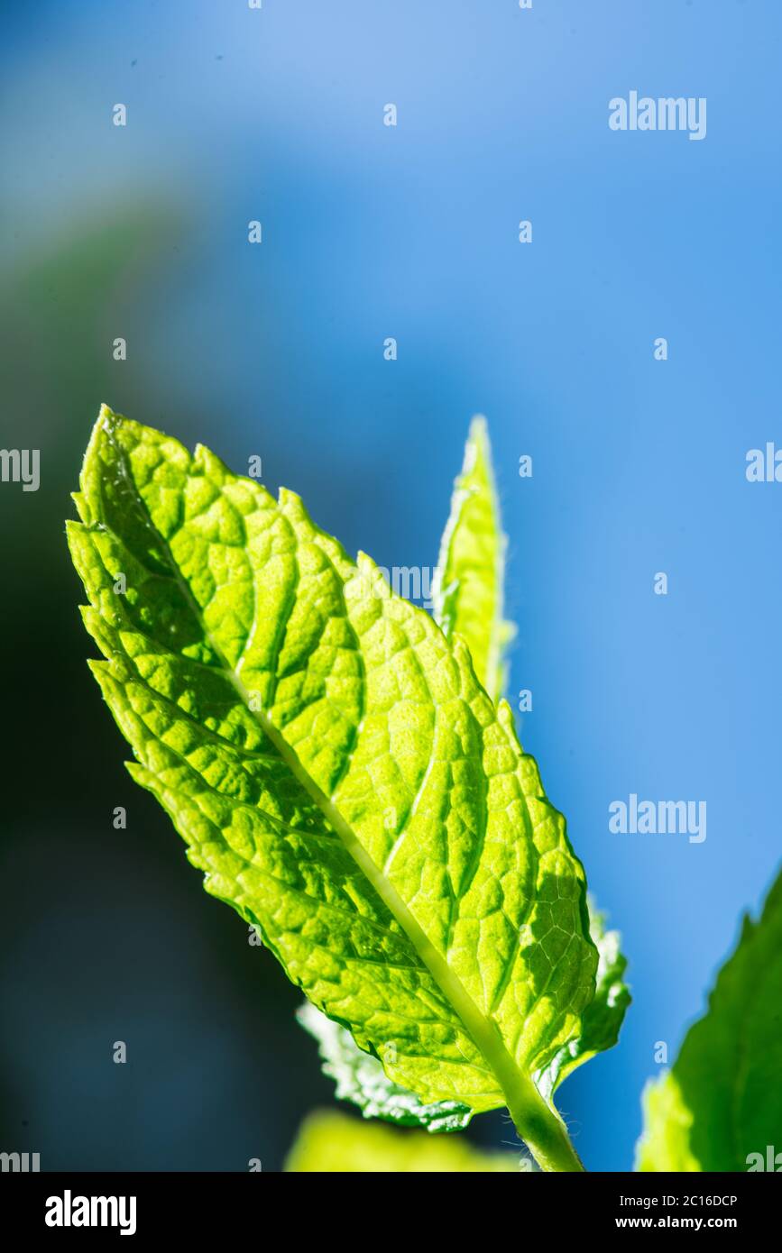 Minze (Lamiaceae) hinterlässt Makroansicht Stockfoto