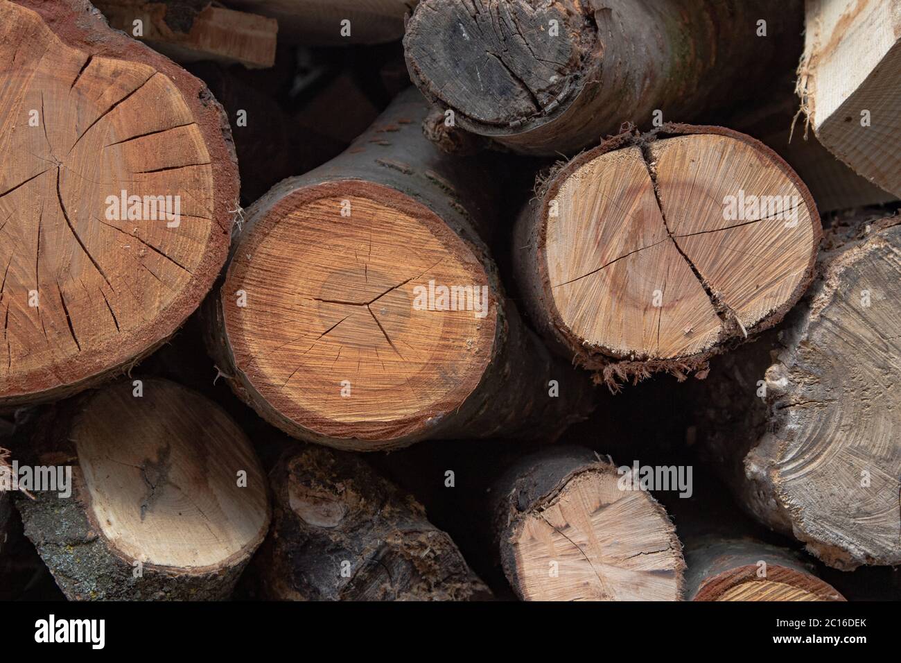Nahaufnahme von Holzstämmen, die für Brennholz aufgeschnitten wurden. Stockfoto