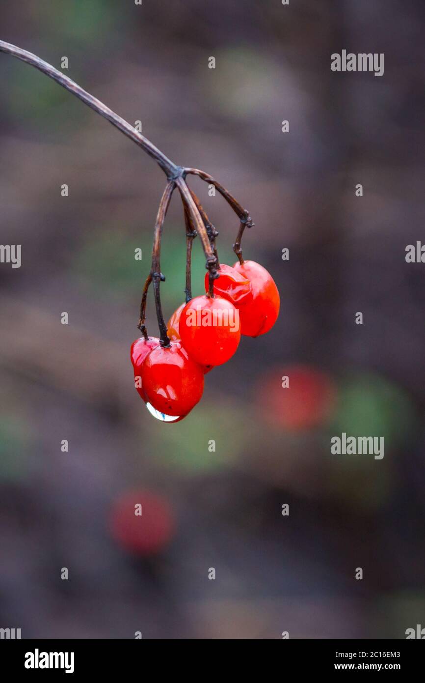 Zweig der reifen roten Beeren von Viburnum mit Tropfen regen Stockfoto