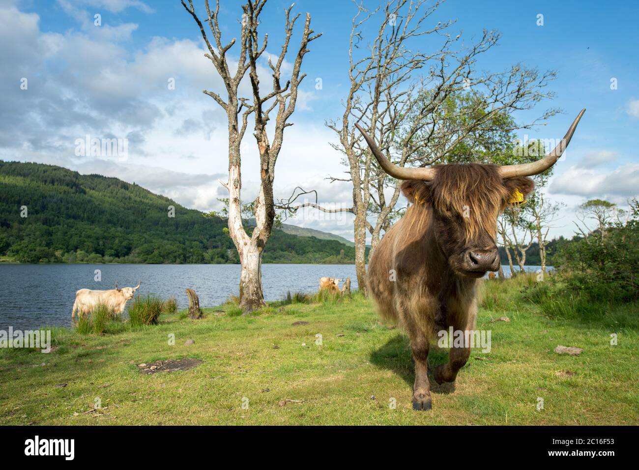 Loch Achray, Loch Lomond und Trossachs National Park, Schottland, Großbritannien. Juni 2020. Im Bild: Die Ufer des Loch Achray sind mit abgesenkten Mülltüten wie Plastiktüten, leeren Bierdosen, Campingkleidung und Überresten von Drogenkonsum übersät. Loch Achray liegt an der Heart 200 Route, wurde jedoch während der Coronavirus (COVID19) Sperre geschlossen. Die Sperre hat nicht aufgehalten Menschen Camping illegaly aber auch illegal verlassen ihren Müll links, was eine Gefahr für die lokale Tierwelt. Quelle: Colin Fisher/Alamy Live News Stockfoto