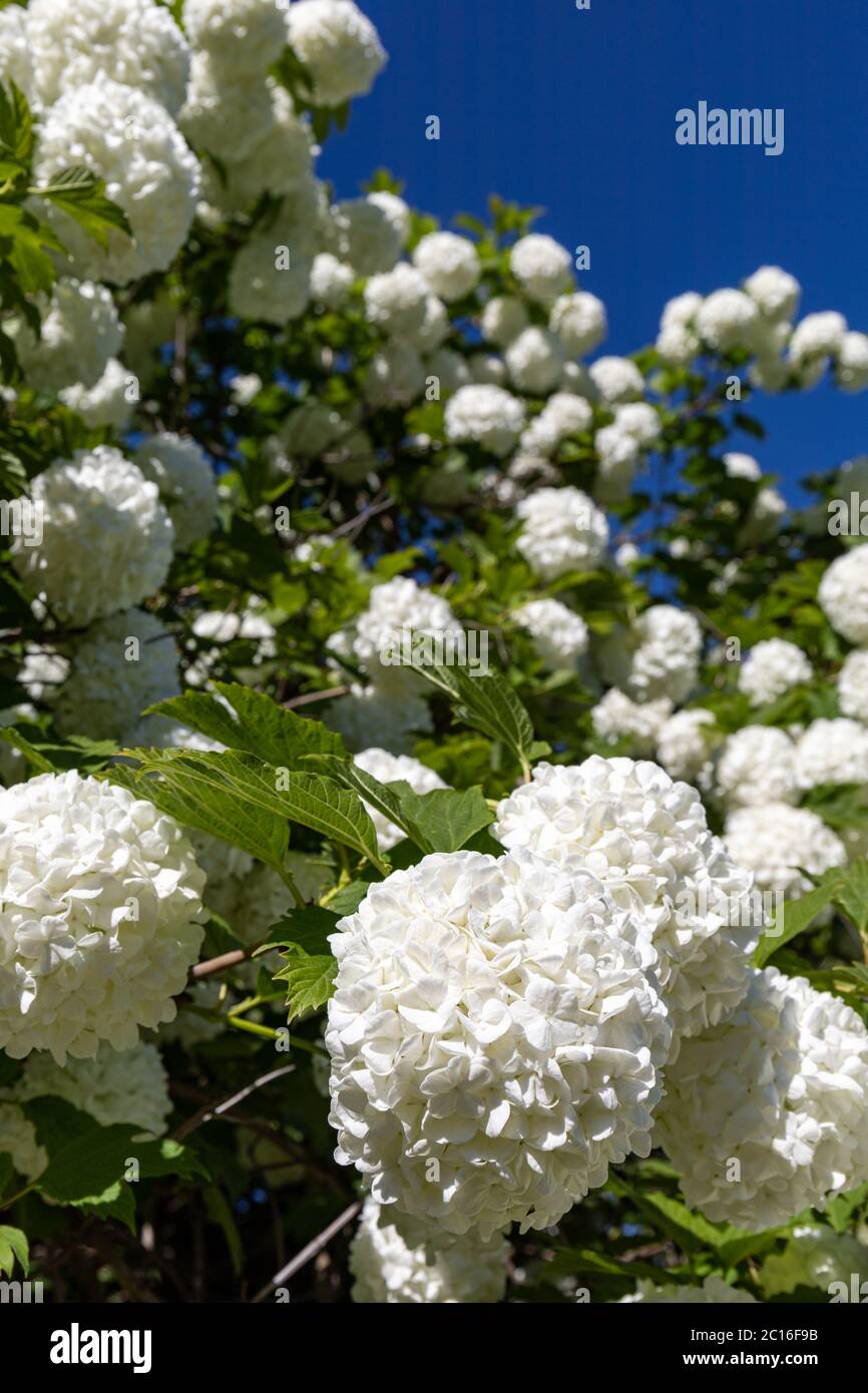 Weiße Blüten der Wacholderrose (Viburnum opulus) gegen klaren blauen Himmel. Pflanze auch bekannt als europäischer Cranberrybusch, Schneeballbaum und Wasserälteste. Stockfoto