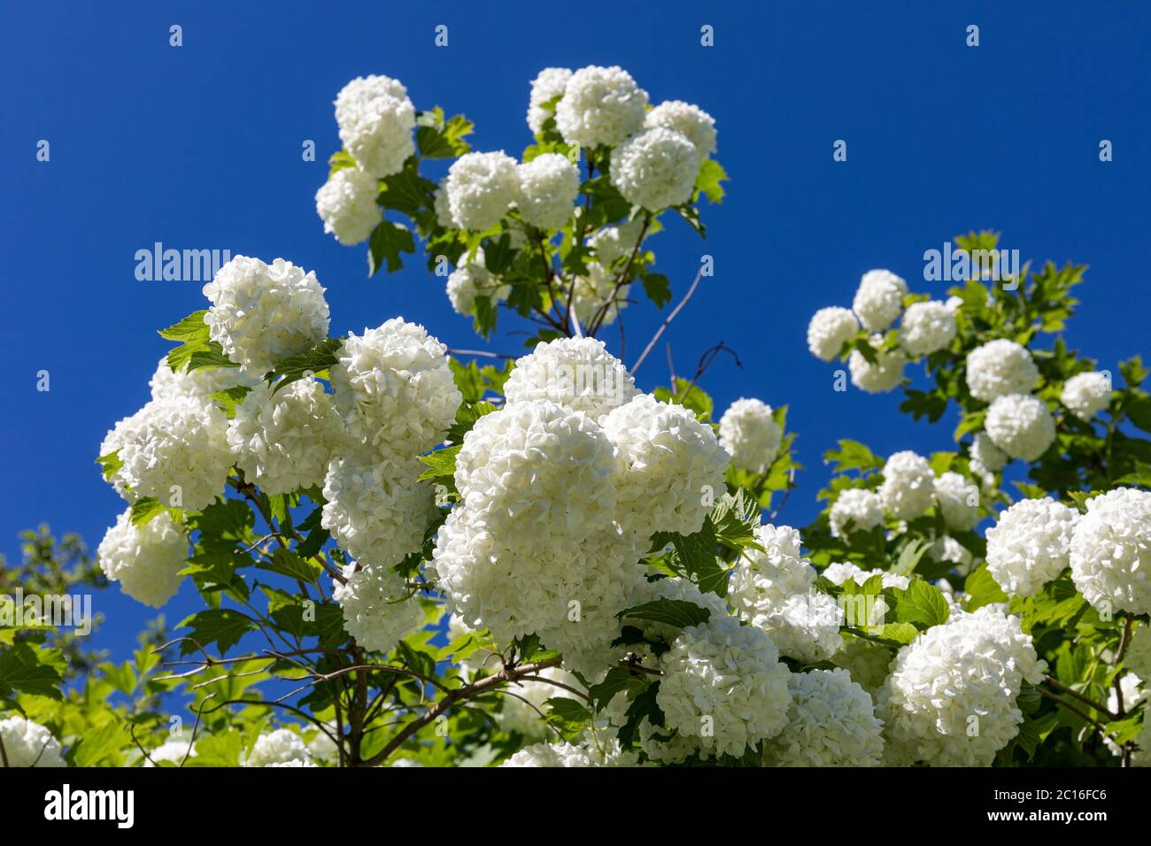 Weiße Blüten von Viburnum opulus, Pflanze bekannt als Schneeballbaum, Krampenrinde, Wacholderrose oder Wasserälteste gegen klaren blauen Himmel Stockfoto