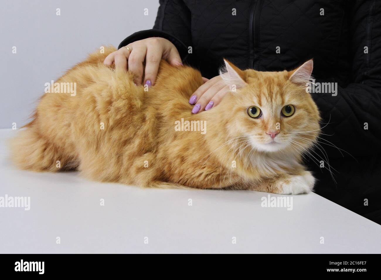 Rote Katze, die den Chlordampf inhalierte. An der Rezeption mit einem Tierarzt. Inhalationsvergiftung Stockfoto